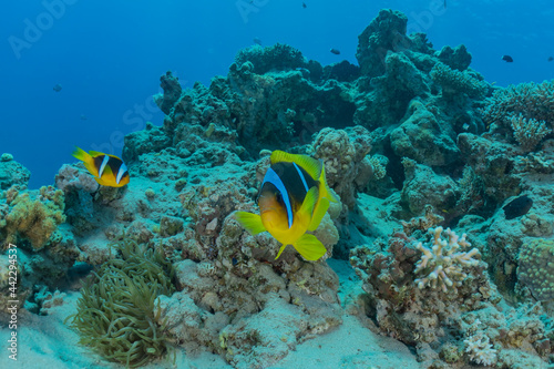 Fish swim in the Red Sea, colorful fish, Eilat Israel 