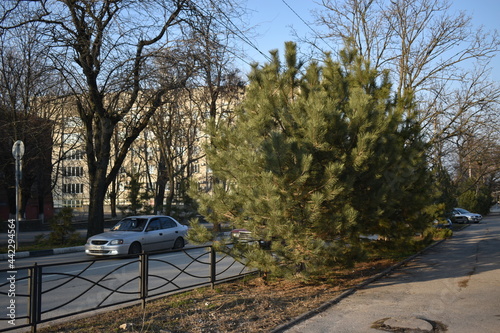 car in the park