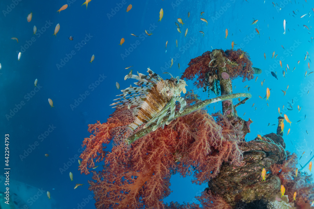Fototapeta premium Lionfish in the Red Sea colorful fish, Eilat Israel