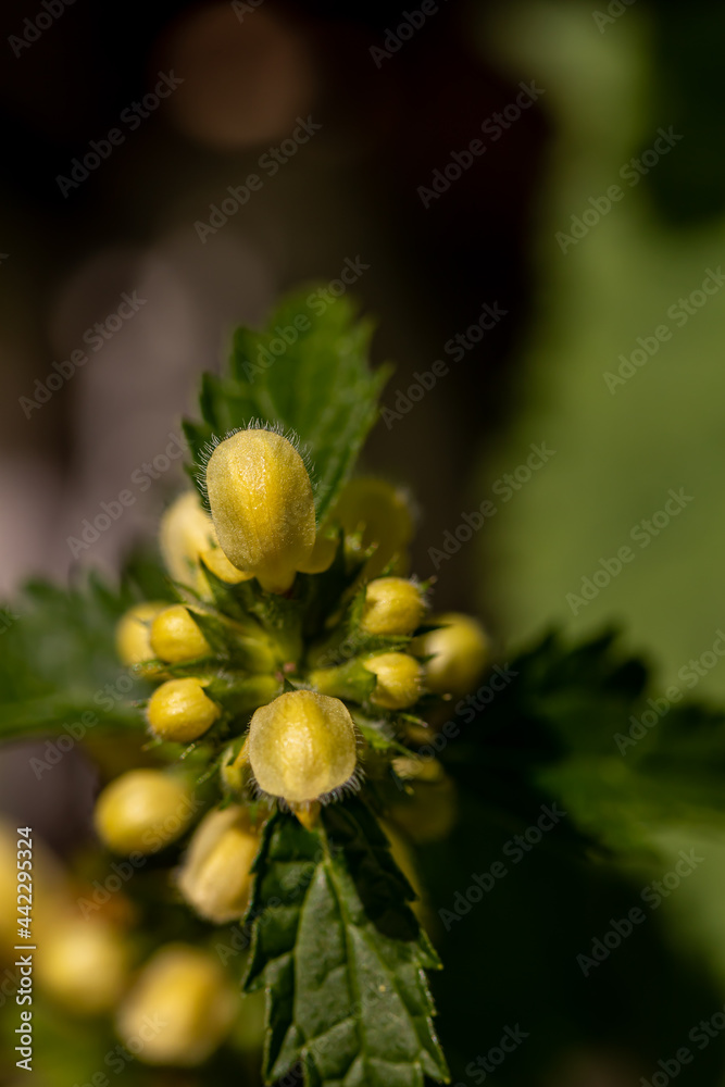 Lamium galeobdolon flower in forest Lamium galeobdolon flower in forest