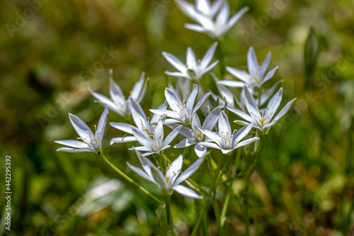 Ornithogalum flower growing in the garden  close up 