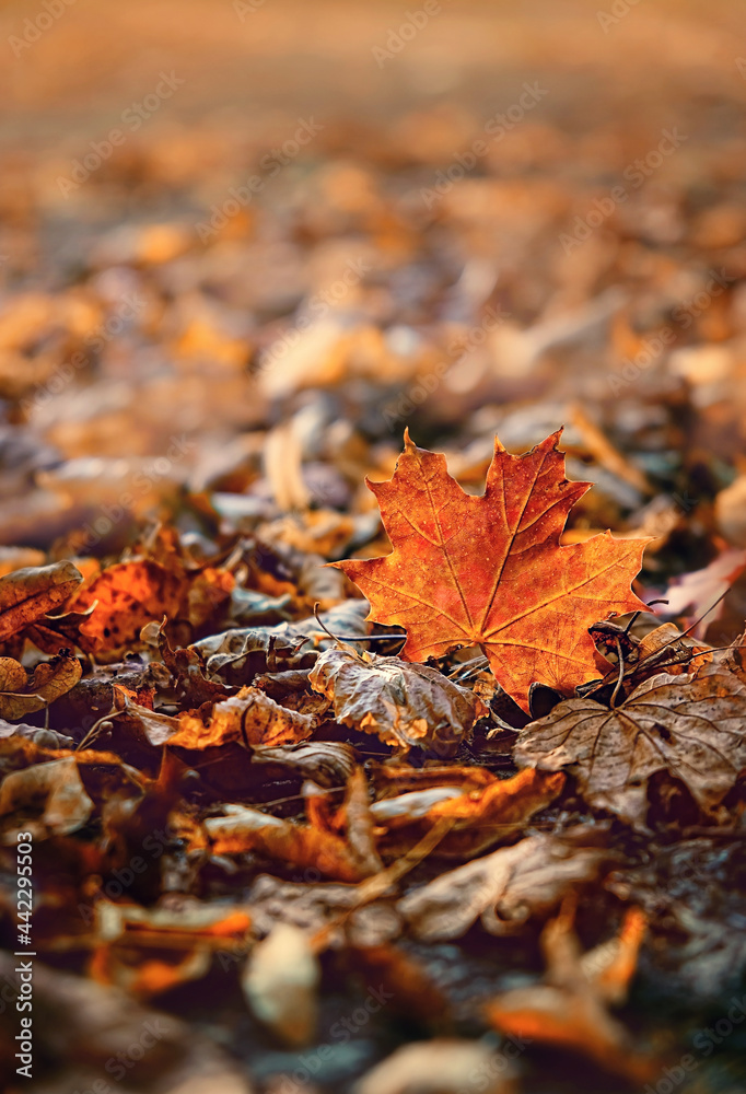 autumn natural background with orange maple leaves. fall season concept. autumn forest lanscape. copy space autumn natural background with orange maple leaves. fall season concept. autumn forest lanscape. copy space