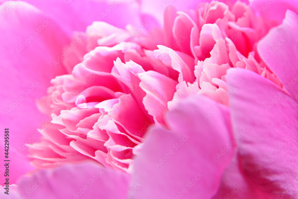 Flower wallpaper. Pink peony bud petals macro. Side view, selective focus
