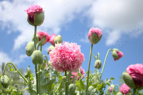 Päonienmohn photo