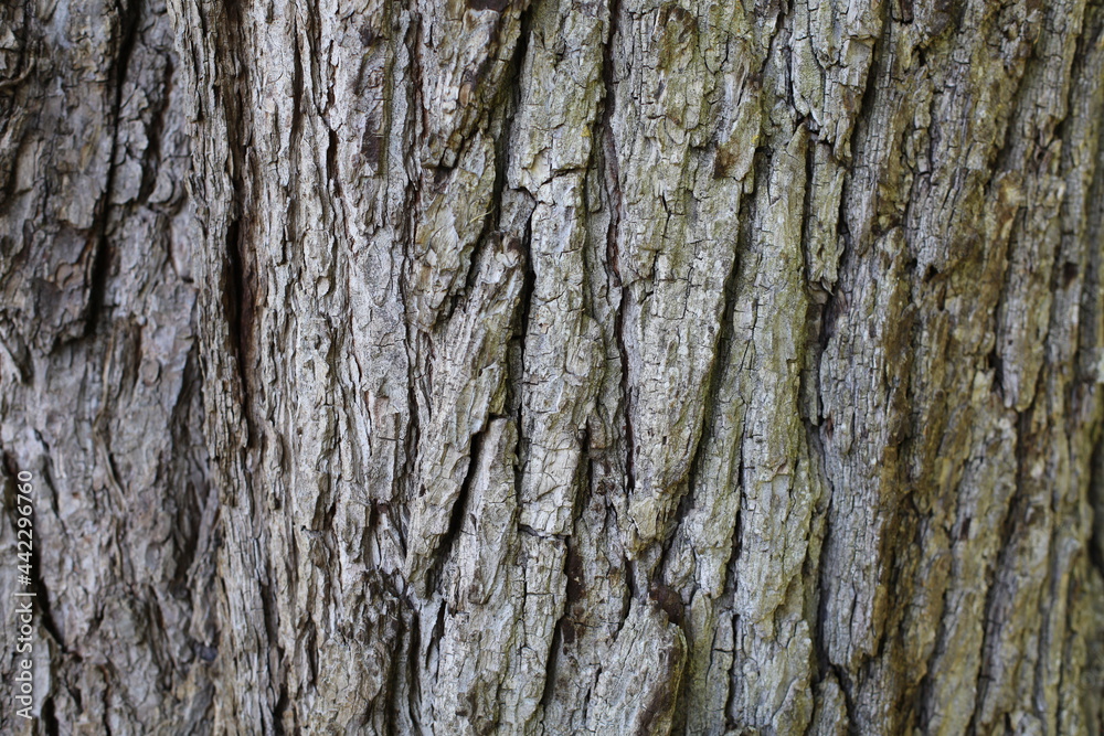 Gros plan d'une écorce de vieil arbre Gros plan d'une écorce de vieil arbre
