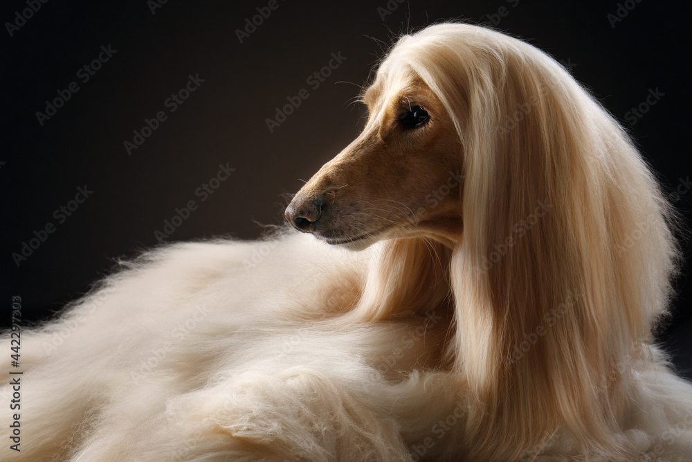 Dog with hotsell long blonde hair