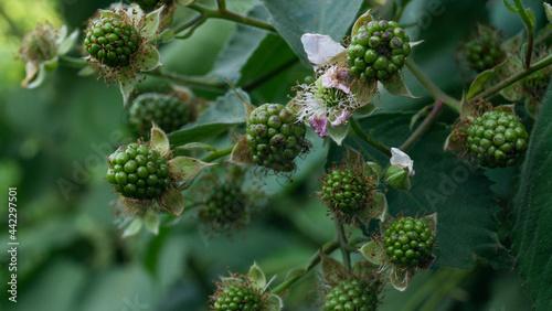 young raspberries on a branch