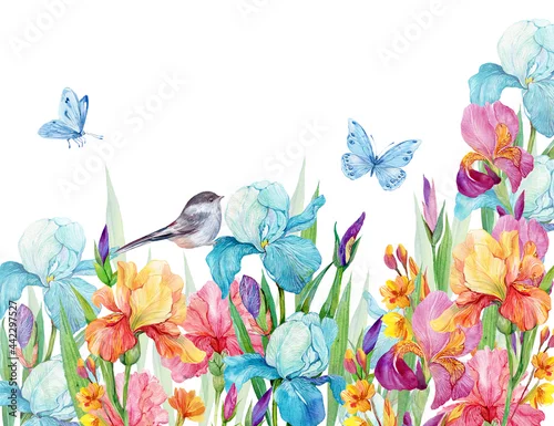 Fototapeta samoprzylepna Irises and a bird and butterflies.Beautiful floral background for postcards on an isolated white background