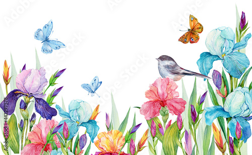 Irises and birds.Beautiful floral background for postcards on an isolated white background