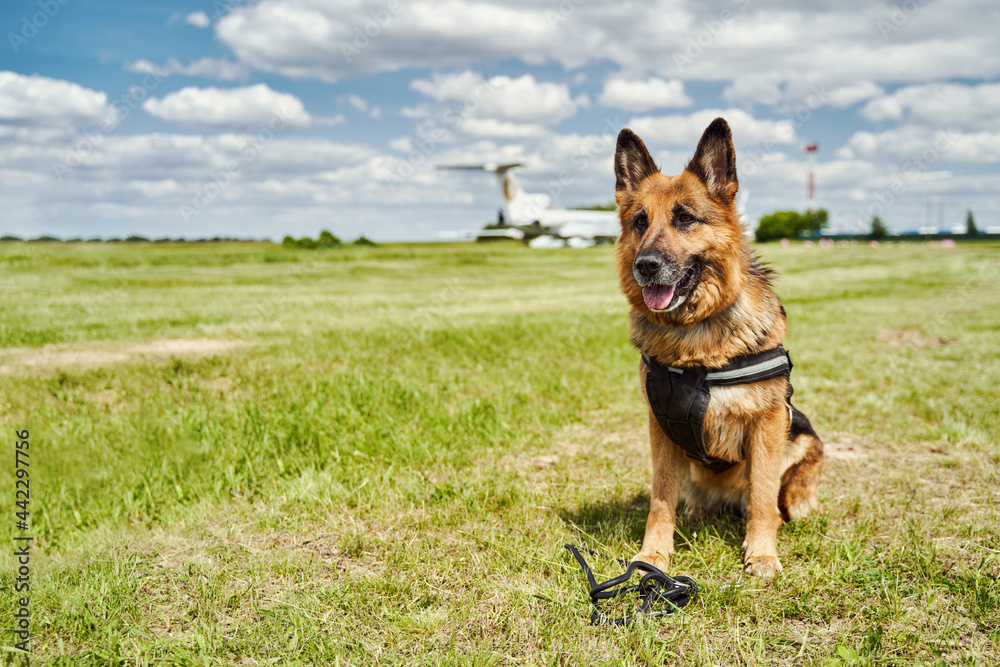 German Shepherd dog sitting on green grass at airfield German Shepherd dog sitting on green grass at airfield