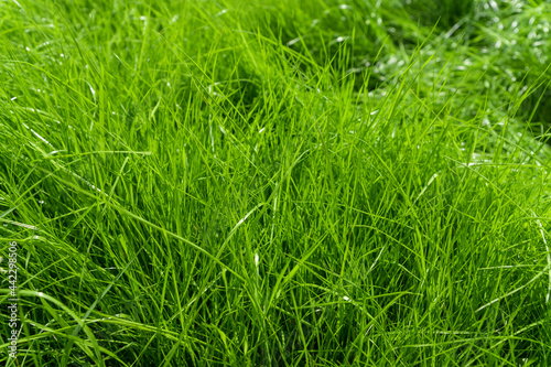 The texture of green grass surface for the background, grass field lawn pattern textured.
