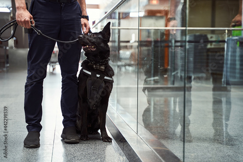 Security worker with detection dog standing by glass wall at airport photo