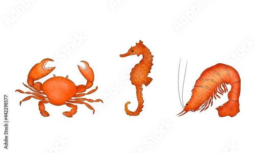 Set of three orange texture sea animals on white background hand-drawn digital illustration: crab, seahorse, shrimp