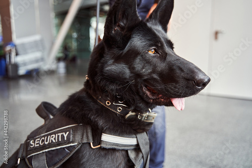 Fotografie Beautiful black security dog on duty at airport