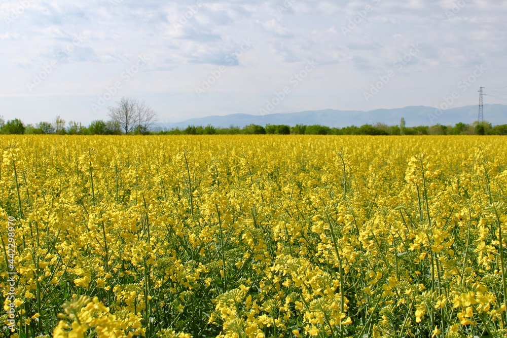 Blooming rapeseed fields (Brassica napus) Blooming rapeseed fields (Brassica napus)