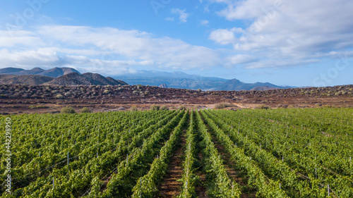 Tenerife vineyard panorama from drone. Beautiful landscape of stright rows, lines pattern, blue sky and mountain