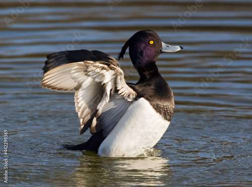 Kuifeend, Tufted Duck, Aythya fuligula photo