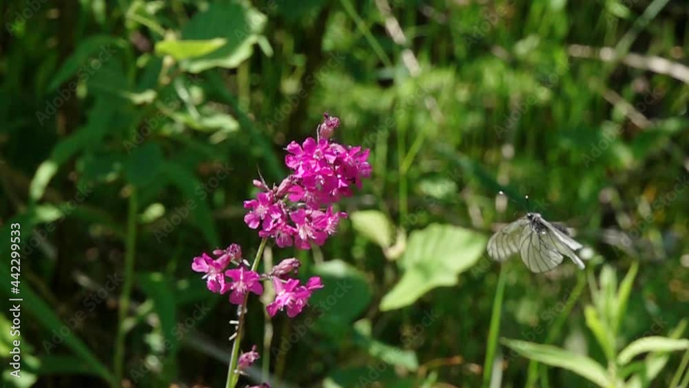 Black-Veined White Butterfly (Aporia crataegi). Butterfly flutters about a flower. Slow Motion Video
