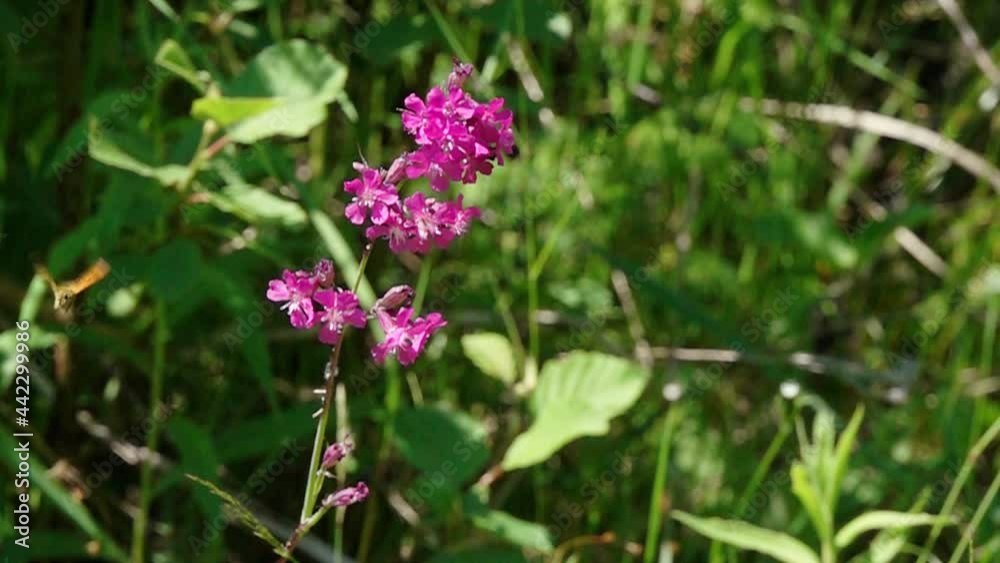 Moth flutters about a flower. Slow Motion Video Moth flutters about a flower. Slow Motion Video