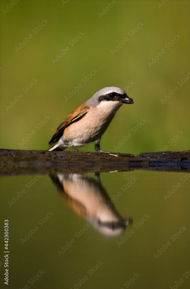 Fototapeta premium Grauwe Klauwier, Red-backed Shrike, Lanius collurio
