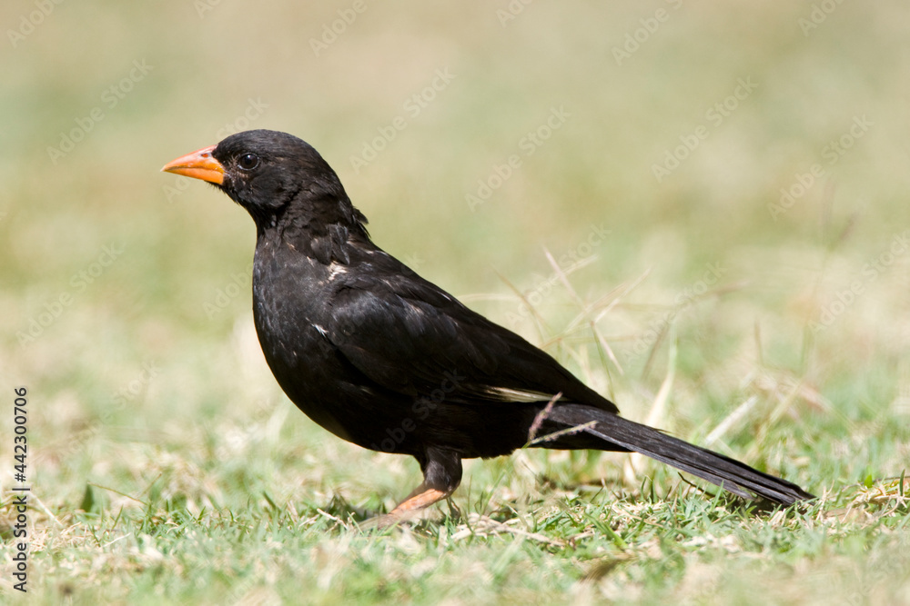 Roodsnavel-buffelwever, Red-billed Buffalo-weaver, Bubalornis niger
