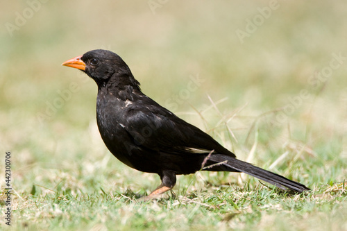 Obraz na płótnie Roodsnavel-buffelwever, Red-billed Buffalo-weaver, Bubalornis niger w salonie