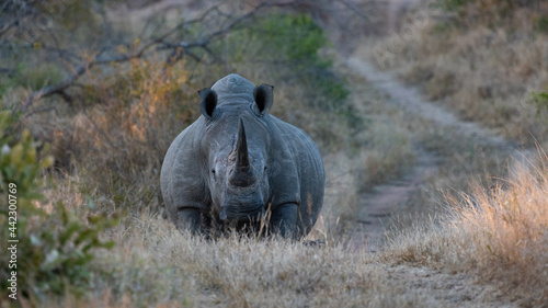 a big white rhino walking down a road