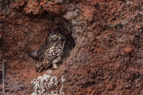 Cape Eagle-owl - Bubo capensis, beautiful large eagle owl from African woodlands, forests and highlands, Simien mountains, Ethiopia.