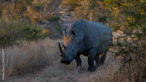a big white rhino walking down a road
