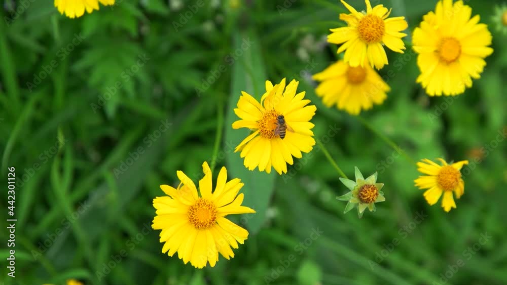 a bee looking for food on a yellow flower a bee looking for food on a yellow flower