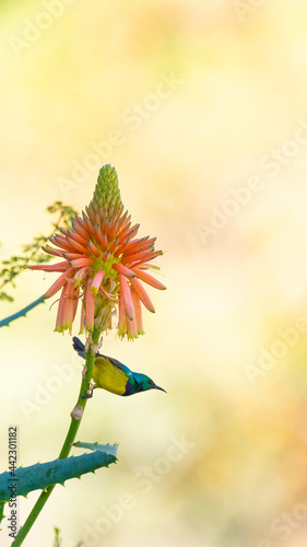 collared sunbird on an aloe flower © Jurgens
