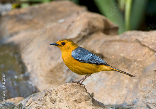 Roodkap-lawaaimaker, Red-capped Robin-chat, Cossypha natalensis