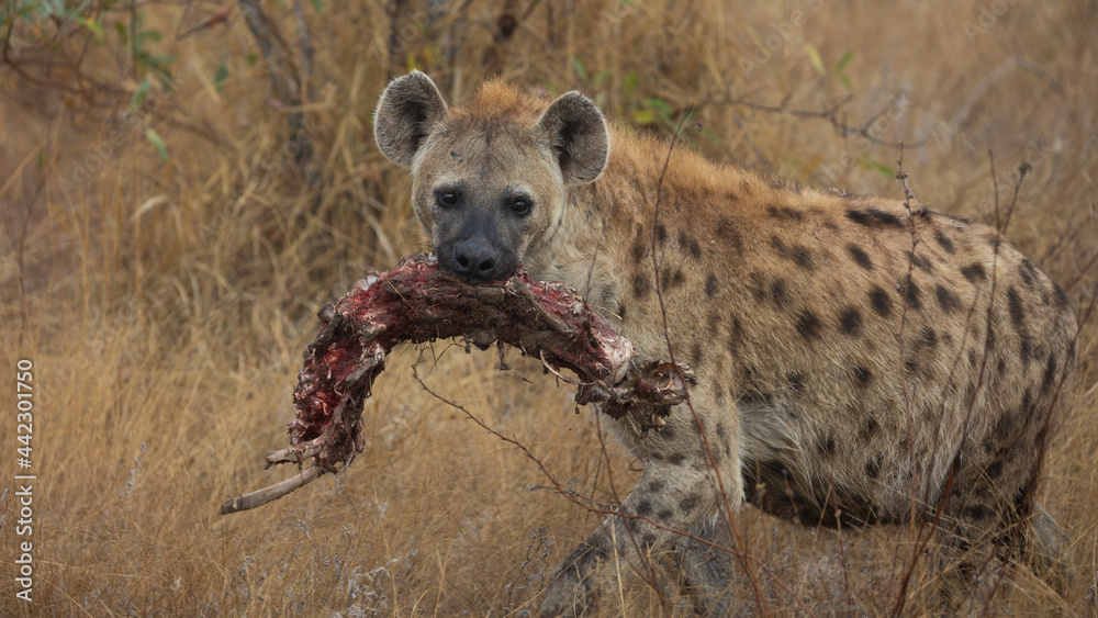Spotted Hyena with a carcass in her mouth Spotted Hyena with a carcass in her mouth
