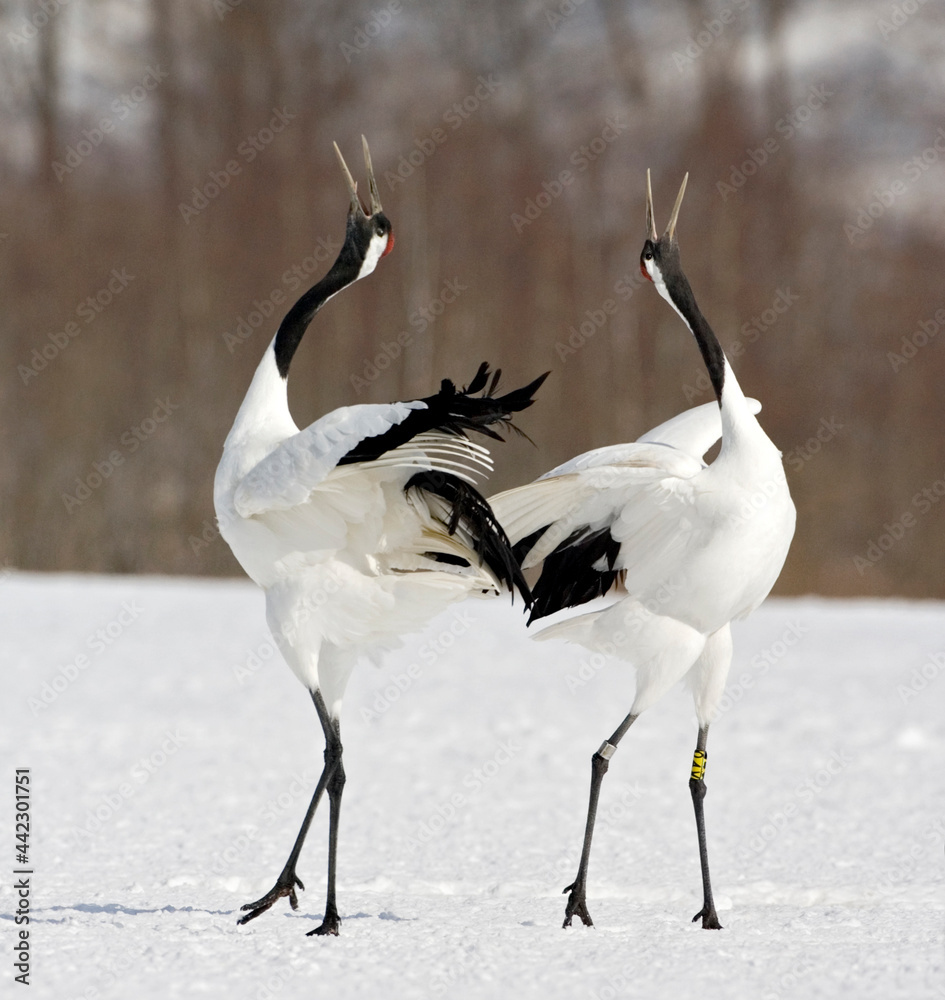 Chinese Kraanvogel, Red-crowned Crane, Grus japonensis