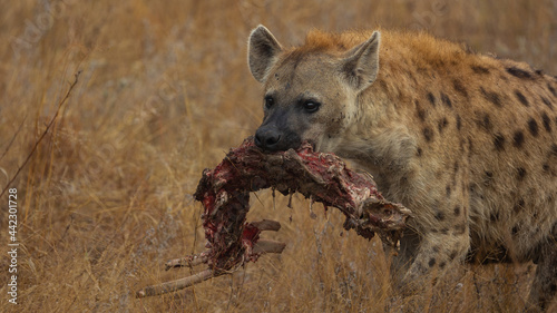 Spotted Hyena with a carcass in her mouth