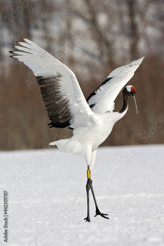 Obraz na płótnie Red-crowned Crane, Chinese Kraanvogel, Grus japonensis w salonie