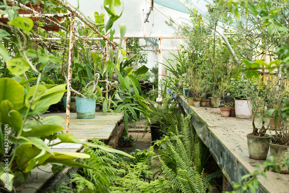 different plants in pots in greenhouse. Sale of plants, seedlings and flowers for home gardening different plants in pots in greenhouse. Sale of plants, seedlings and flowers for home gardening