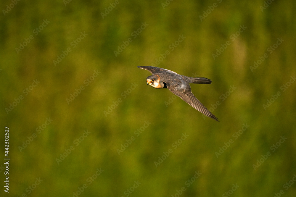Roodpootvalk, Red-footed Falcon, Falco vespertinus Roodpootvalk, Red-footed Falcon, Falco vespertinus