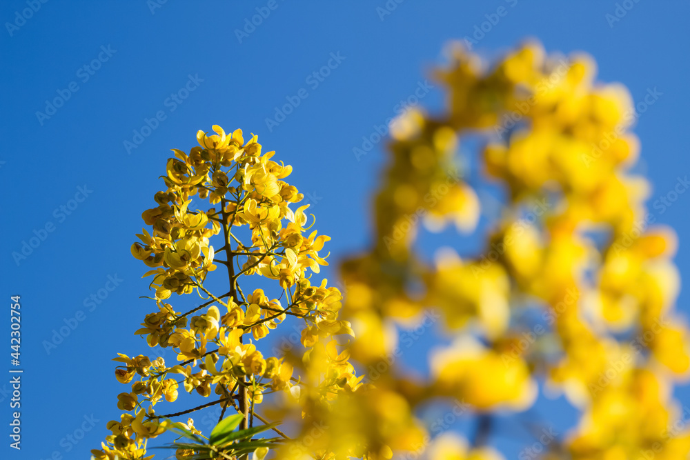 yellow flower boom in summer season on bluesky background yellow flower boom in summer season on bluesky background