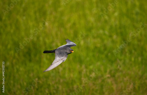 Roodpootvalk, Red-footed Falcon, Falco vespertinus © AGAMI