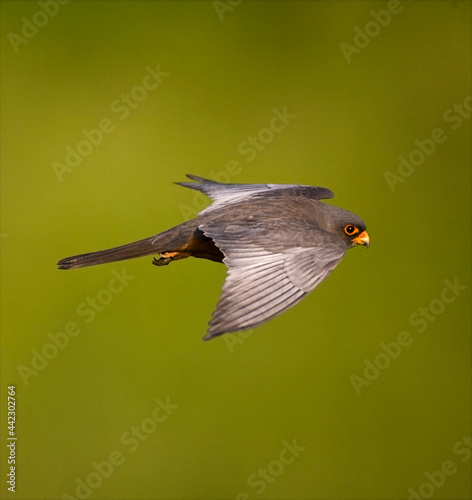 Roodpootvalk, Red-footed Falcon, Falco vespertinus photo