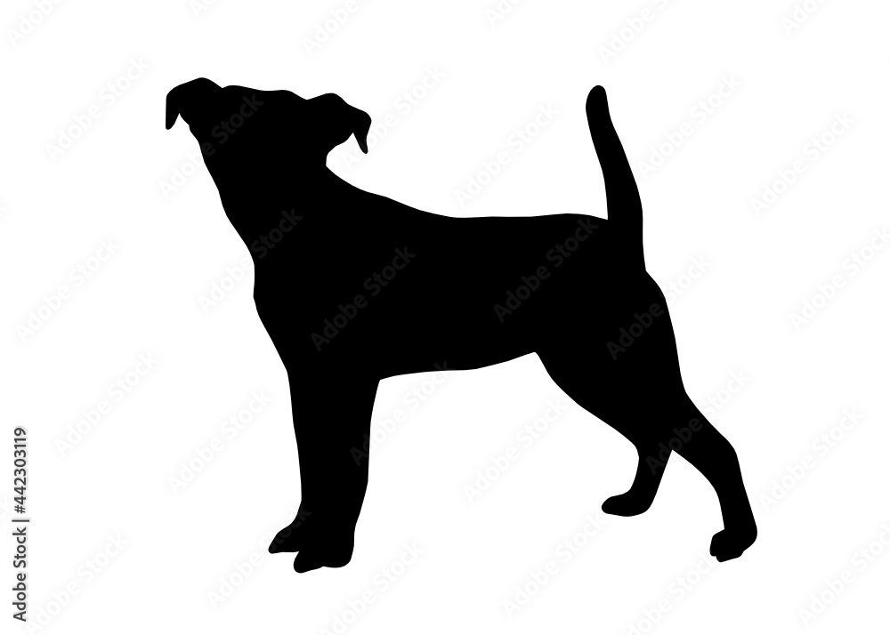 Jack Russell dog silhouette, Vector illustration silhouette of a dog on a white background.
