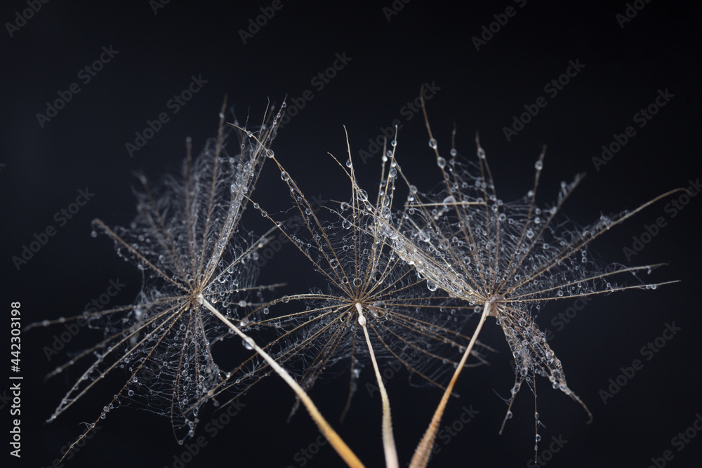 Fototapeta premium Dandelion seeds with drops close-up macro photo on a black background. The concept of a poster, a picture.