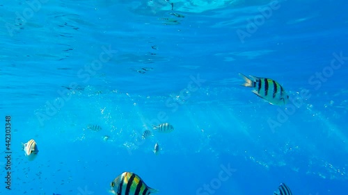 Colonial Pyrosoma Tunicates free-floating with school of fish on blue w1ater in sunrays. Pyrosomes, colony hundreds to thousands individuals called zooids, cloned from one egg and bound together photo