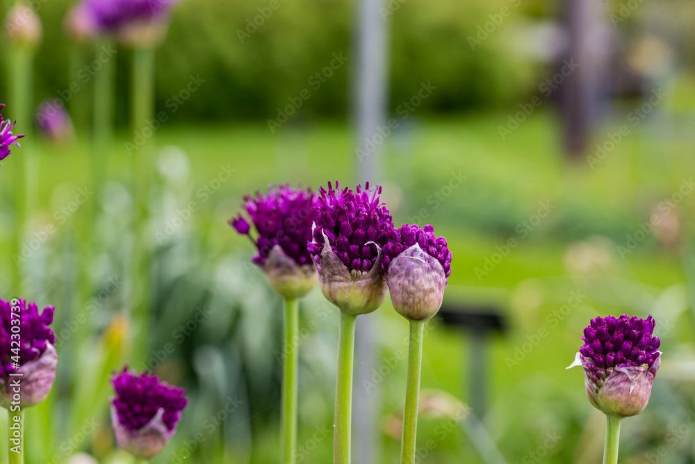 Allium aflatunense ball leek flower detail 3 Allium aflatunense ball leek flower detail 3