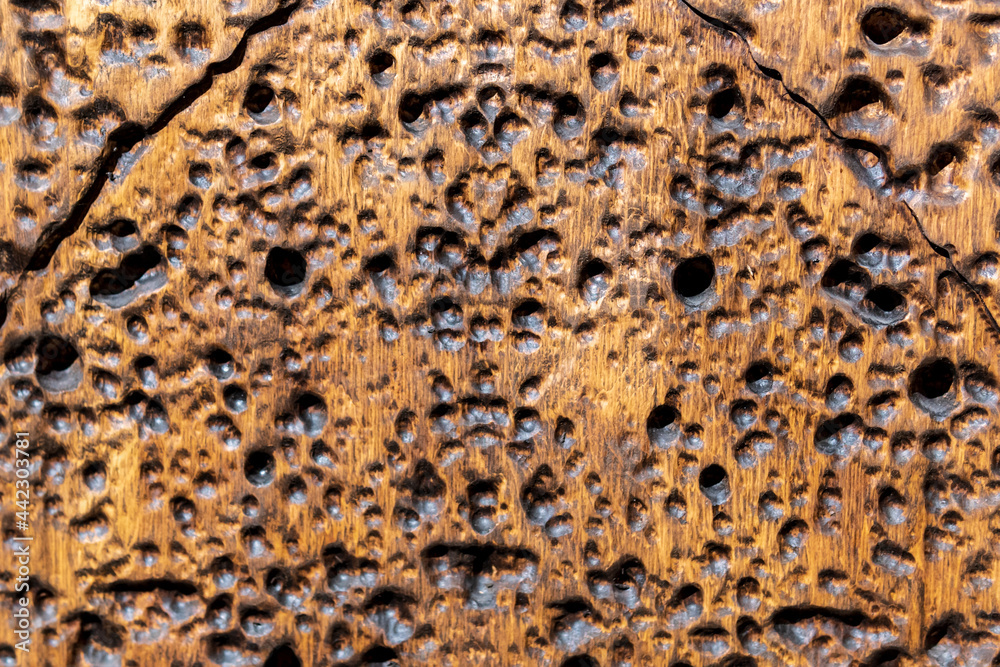 Creative background. Trypophobia concept, fear of close-packed holes. Creative background. Trypophobia concept, fear of close-packed holes.