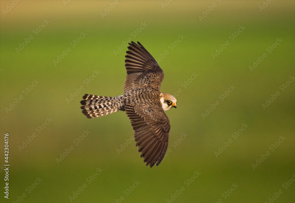 Fototapeta premium Roodpootvalk, Red-footed Falcon, Falco vespertinus