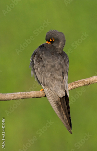 Roodpootvalk, Red-Footed Falcon, Falco vespertinus photo