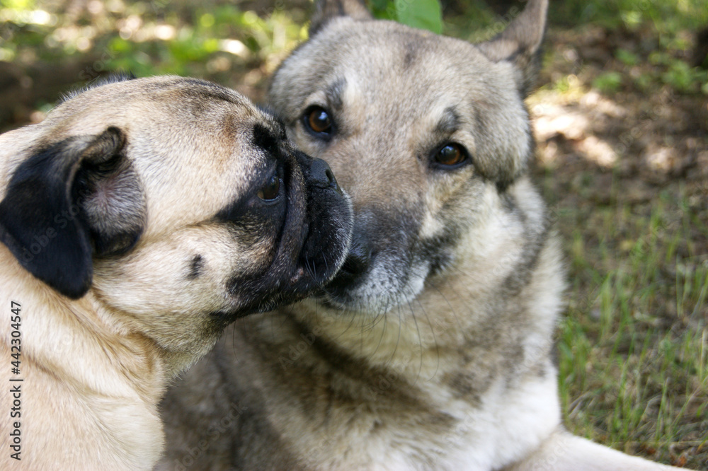 The friendship between a husky and a pug. The friendship between a husky and a pug.
