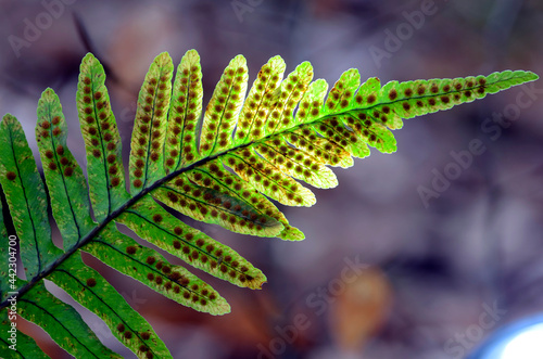 Fern leaf (Polypodium vulgare) showing its sporangia